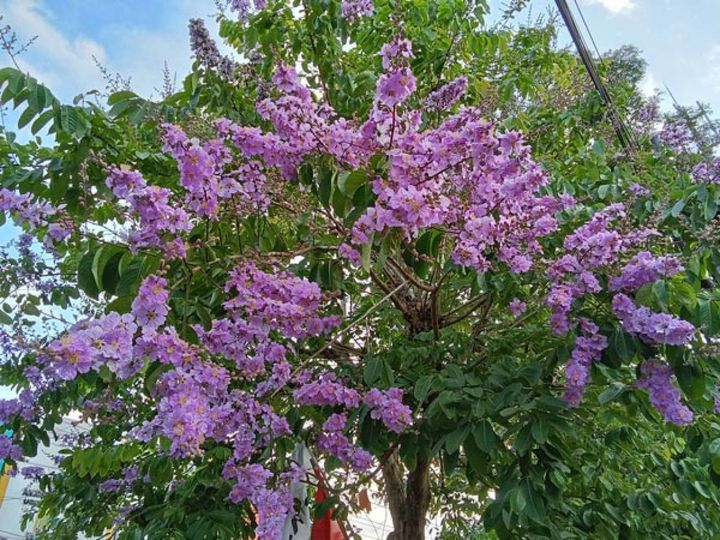 サルスベリの開花