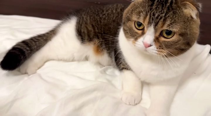 ベッドでくつろぐ猫