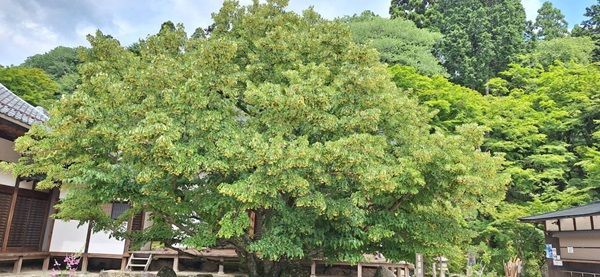 【滋賀県栗東市】400年前に一度途絶えた幻の銘酒「百済寺樽」の研究・醸造現場の特別見学ツアー開催