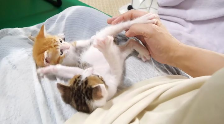 膝の上で遊ぶ子猫達