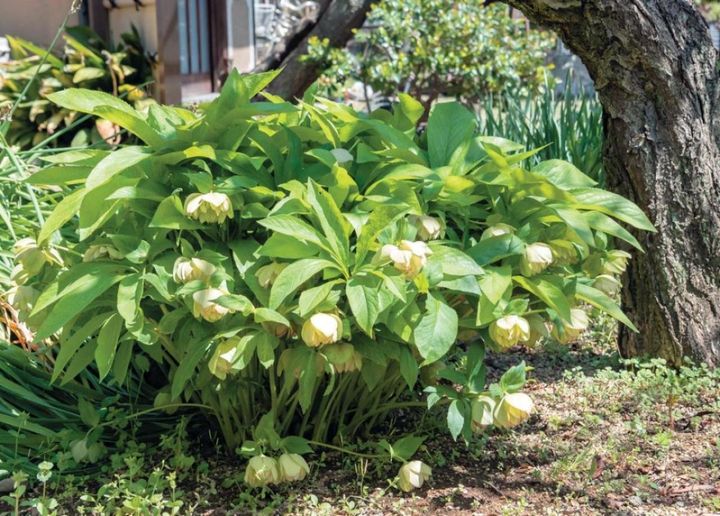 翌年以降も花を咲かせるために必見！【クリスマスローズ】植えつけ後の管理のポイント