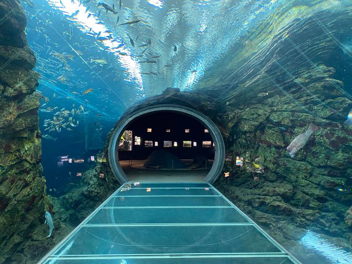 うみがたりチューブ（上越市立水族博物館 うみがたり公式Xより）