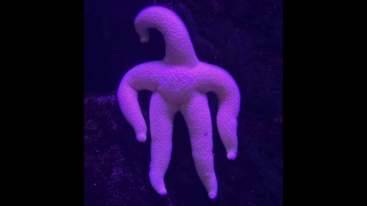 暗闇の中に、ぼうっと浮かび上がる人影。 見れば見るほど、手足を伸ばしてこちらをじっと見つめている人間のように見えてきますが……実はこれ、1匹の「ヒトデ」なんです。