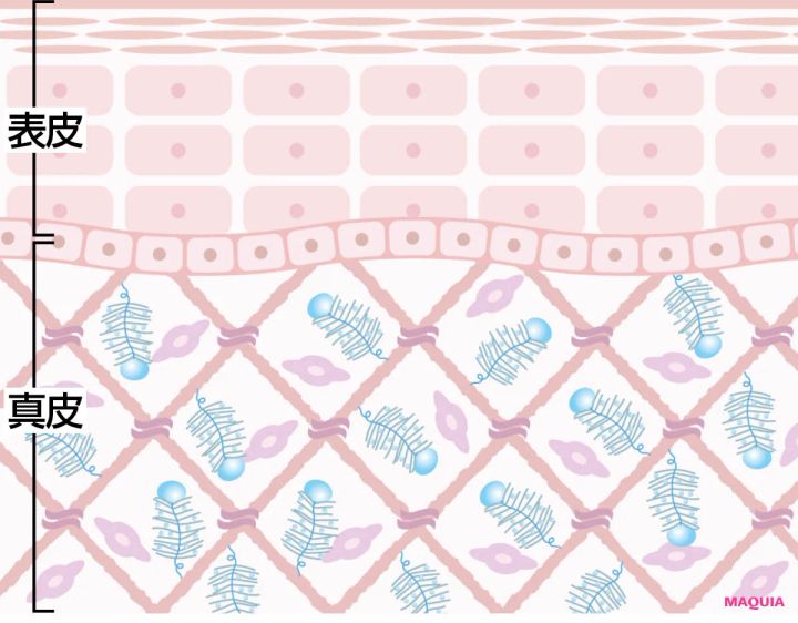 プロテオグリカンとは、どういう成分？