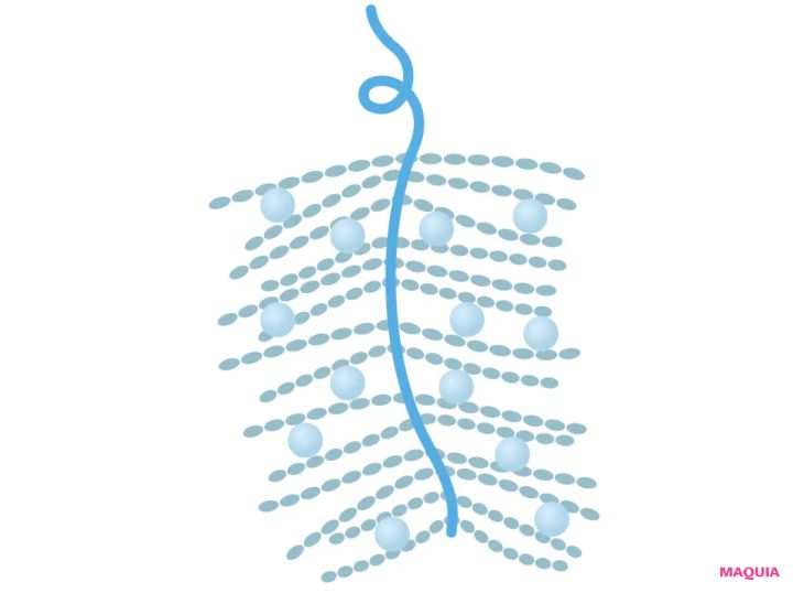 プロテオグリカンの構造