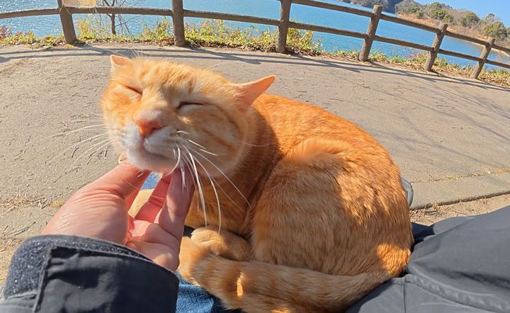 ナデナデされる猫