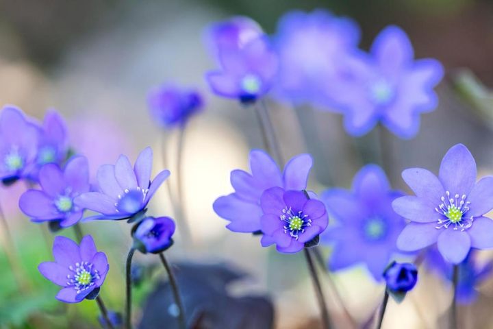 寒さに強い「青い花」10選で、冬のガーデニングをもっと楽しむ。初心者向け・植えっぱなしも！