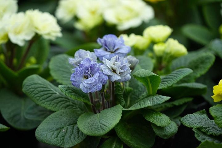 プリムラ・ジュリアン