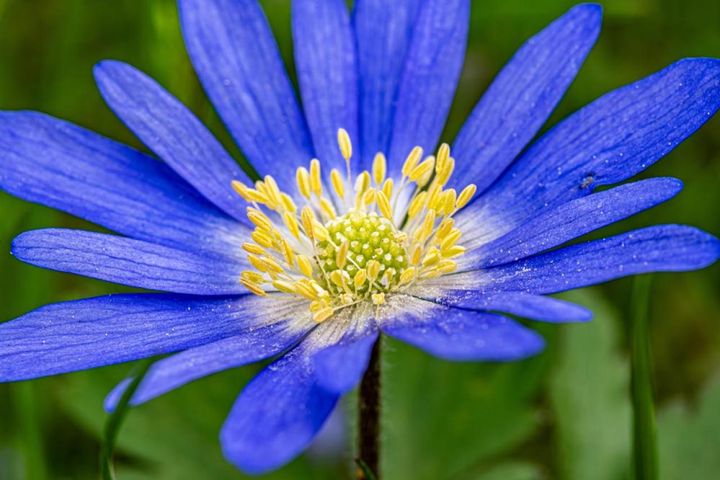 アネモネ・ブランダ