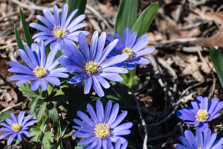 アネモネ・ブランダ