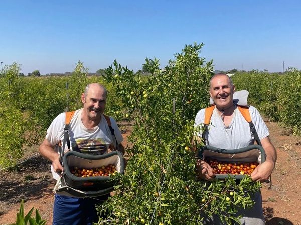 希少品種のなつめを、無添加・天日乾燥で仕上げた「オーストラリア産 ハニージャーなつめ(ドライフルーツ)」