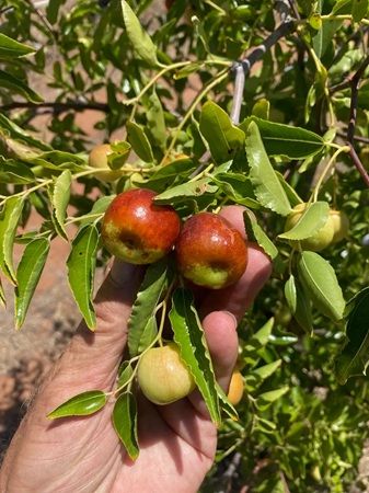 希少品種のなつめを、無添加・天日乾燥で仕上げた「オーストラリア産 ハニージャーなつめ(ドライフルーツ)」