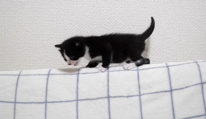 ミルクが飲みたい子猫