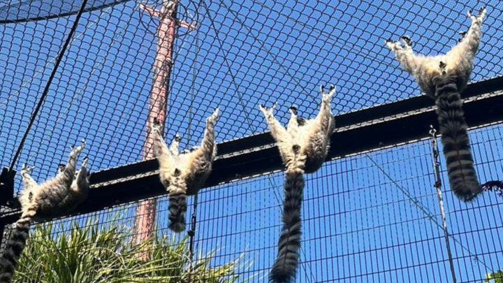 沖縄県名護市の動植物公園「ネオパークオキナワ」の公式Xで、思わず二度見してしまう光景がアップされ話題になっています。