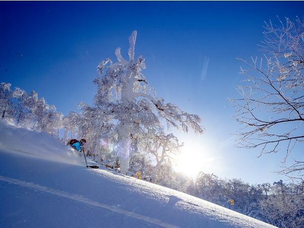 世界中のファンを魅了するドライパウダー。宙に浮くような浮遊感はルスツならでは