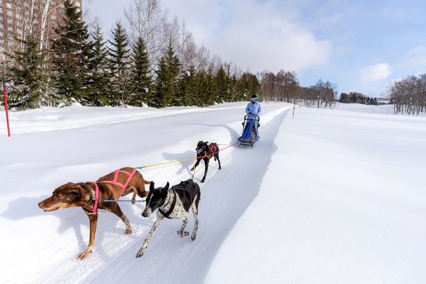 力強い犬たちと一緒に雪原を駆け抜ける犬ぞり