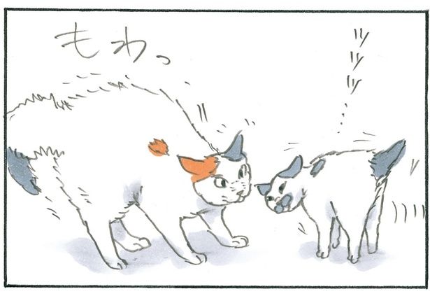 猫らしからぬ？ （C）にごたろ／KADOKAWA