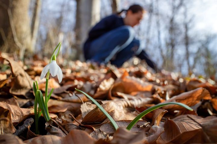 スノードロップ