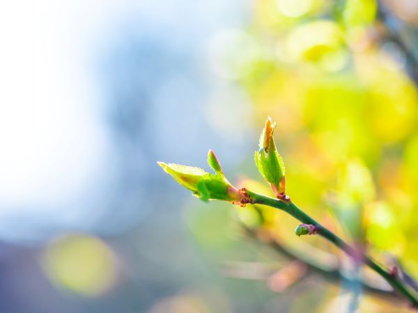 2026年2月★算命学開運術「庚寅（こうきんのとら）」の月