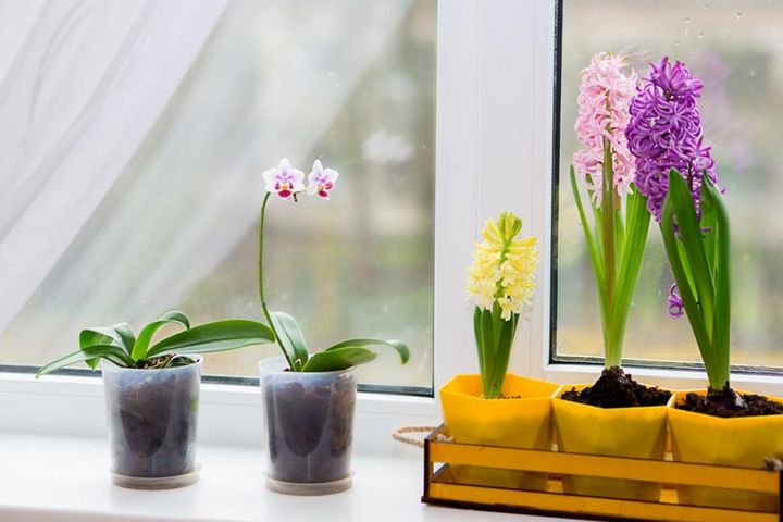 球根植物と同じ温度でも育つファレノプシス