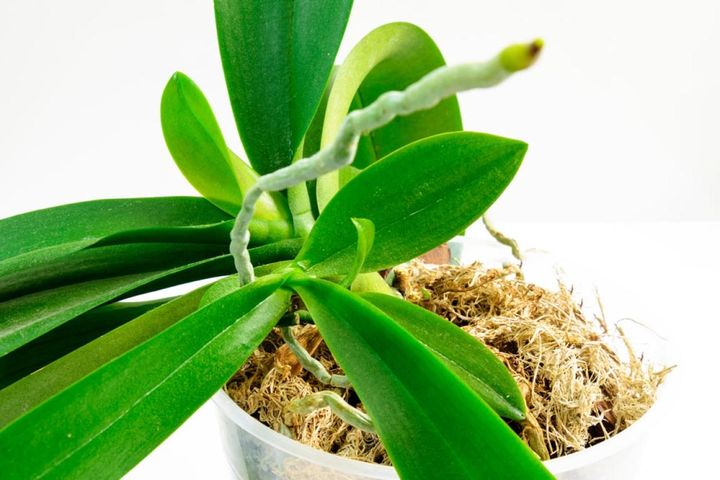 洋ランの鉢植えに使われる水ごけが中まで乾いてから水やりを