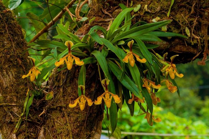 木に着生しているパフィオペディルム