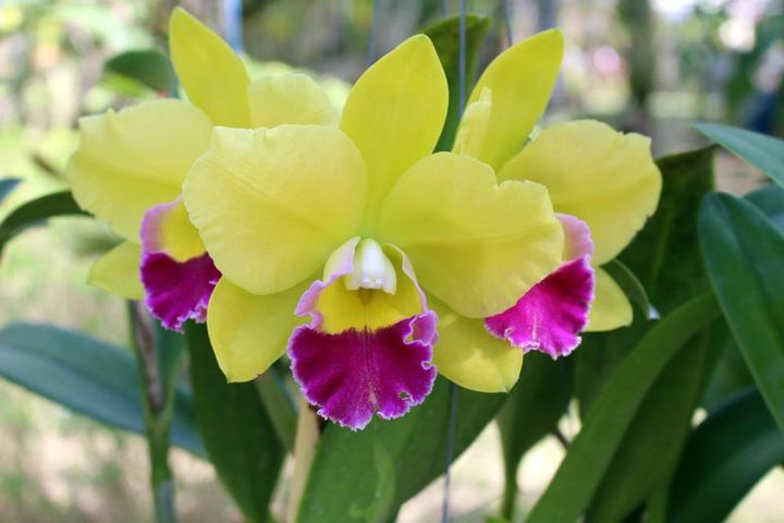 黄色のセパルとペタルに赤紫色のリップ