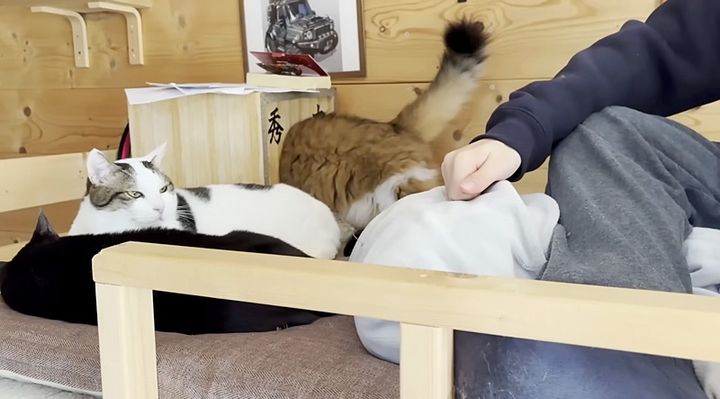 お兄ちゃんのところに集まる猫達