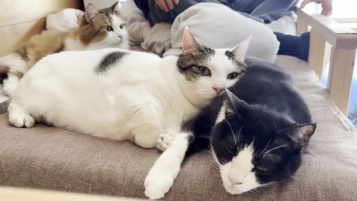 まったりくつろぐ猫達