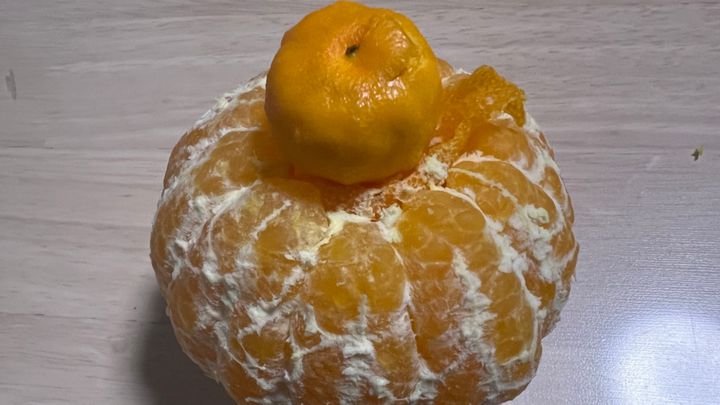 冬の味覚の主役、ミカン。家族でこたつを囲んで楽しむ穏やかな時間に、驚きの「珍客」が現れました。