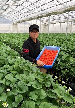 農園直送、旬の苺が主役！TO THE HERBSで期間限定「苺フェア」がスタート