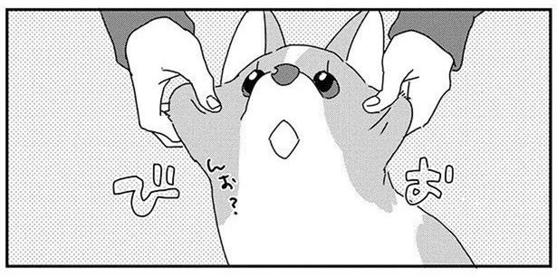 こんなにたるんでいるのになぜ？老けないコーギーが羨ましい！ (C)らくだ／KADOKAWA