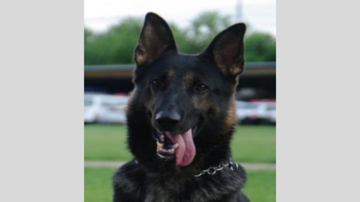 警察犬ジゲン号（熊本県警本部公式HPより）