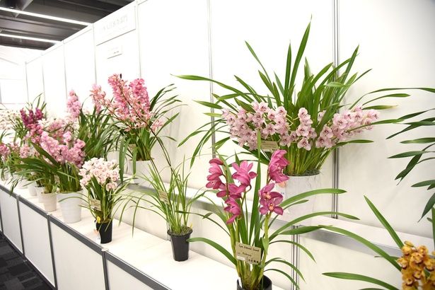 撮影：ソムタム田井