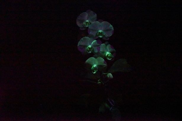 世界に1株しか存在しない「光るコチョウラン」 撮影：ソムタム田井