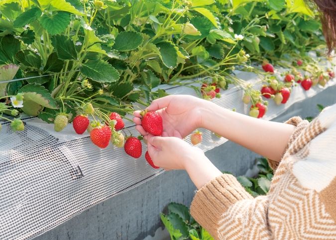 果樹蔵 いちご狩り