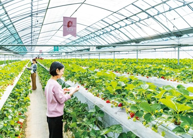 果樹蔵 いちご狩り