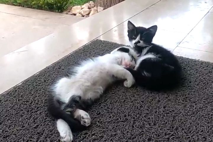 2匹の子猫たち、超まった～り中…