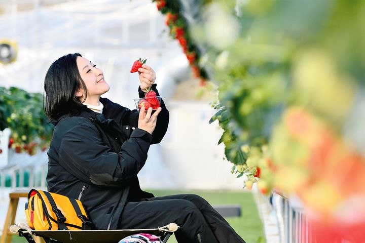 水仙も見ごろの冬のアワイチで島グルメ＆島いちご｜多聞恵美ルポ・兵庫県・淡路島