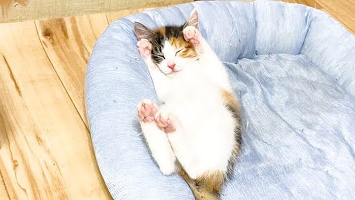 ヘソ天で寝落ちした子猫