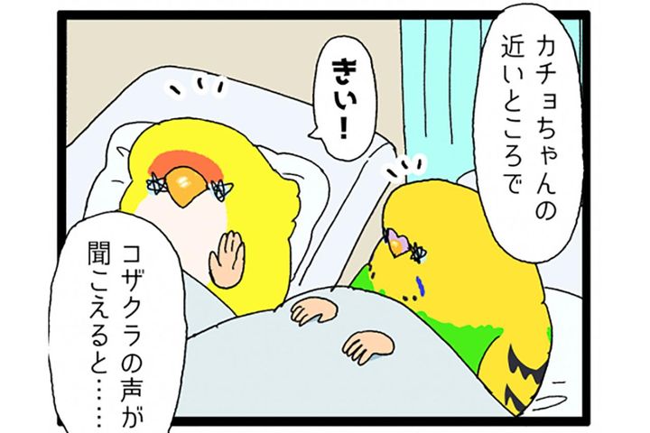 カチョ入院中から思い合う2羽！退院＆再会のゴルカチョに大感動【鳥マンガ #198】