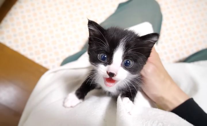 暴れる子猫