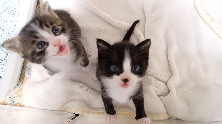 部屋から出たい子猫達