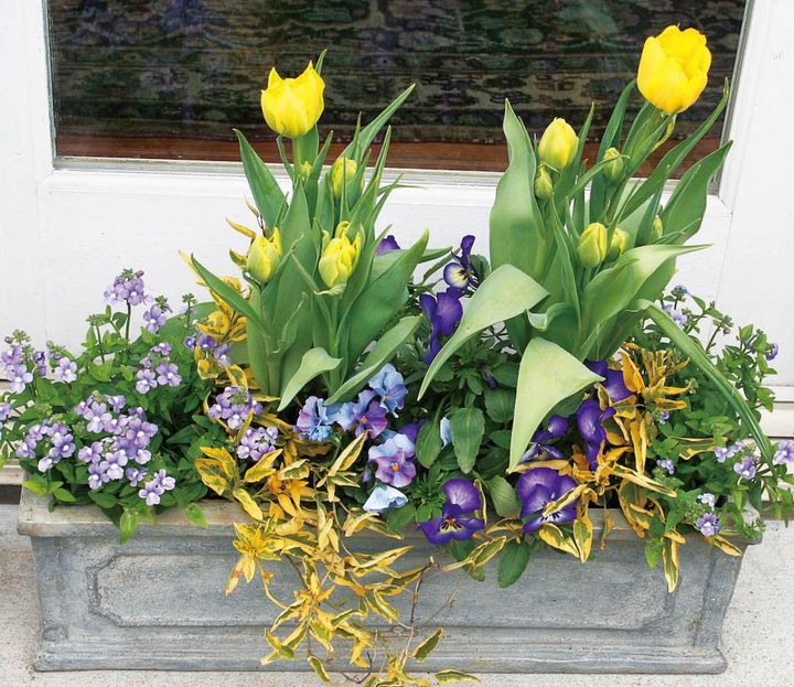 紫色のパンジーとネメシアが、反対色である黄色のチューリップとヤマホロシの斑入り葉を引き立てる。