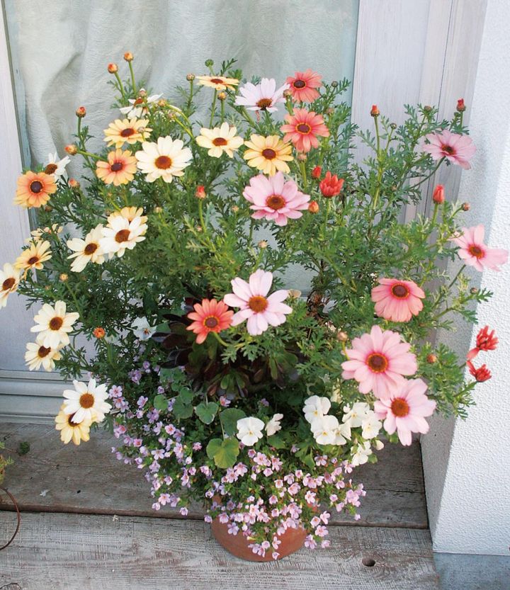 1株でピンクやオレンジ、アイボリーなどの花色をもつマーガレット。脇役のステラ（バコパ）などもパステルカラーで統一している。