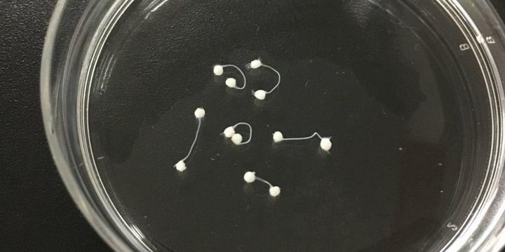 脳オルガノイドを神経で繋ぐ