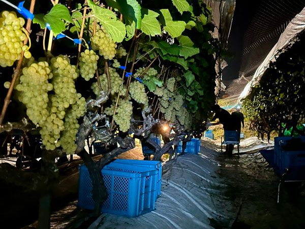 国際コンクールで受賞！シリーズ最上級の「菊鹿ナイトハーベスト小伏野2022」発売