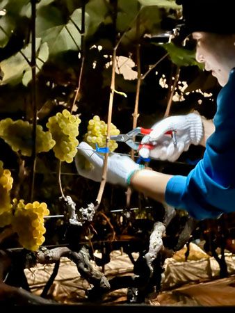 国際コンクールで受賞！シリーズ最上級の「菊鹿ナイトハーベスト小伏野2022」発売