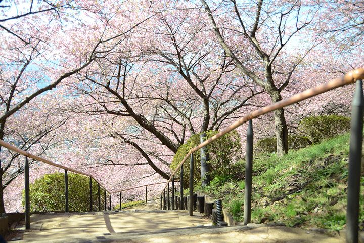 いよいよ明日♪富士山と河津桜と菜の花が共演～ 神奈川・松田山で心弾む春色ロードと絶景パノラマを～「まつだ桜まつり2026」