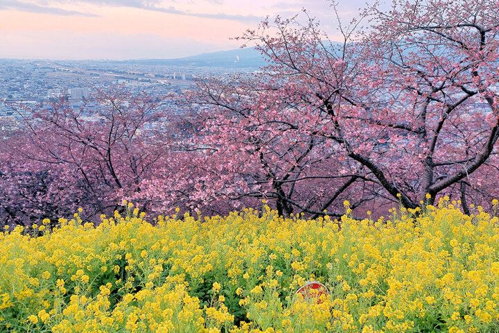 いよいよ明日♪富士山と河津桜と菜の花が共演～ 神奈川・松田山で心弾む春色ロードと絶景パノラマを～「まつだ桜まつり2026」